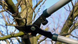 Vrijwilligers met groene vingers gezocht