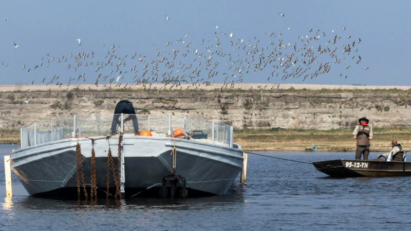 Broedponton wordt kraamkamer voor visdiefjes