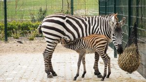 Zebrajong geboren in Van Blanckendaell Park