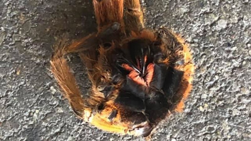 Bewoner treft Tarantula voor de deur