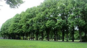 Gemeenteraad akkoord met groenplan