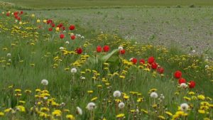 Locatie gezocht voor Voetgolf