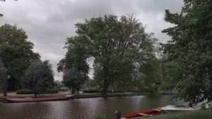 Kapvergunning voor 58 zieke bomen