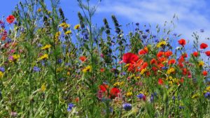 De bloemetjes en de bijtjes