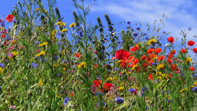 De bloemetjes en de bijtjes