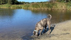 Blauwalg in het Mariëndal Den Helder