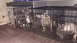 Illegale handel in puppy’s en kittens in Schagen