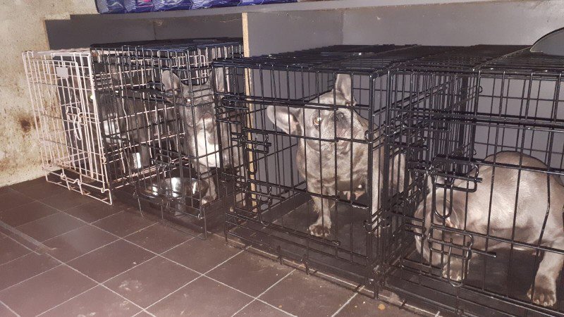 Illegale handel in puppy’s en kittens in Schagen