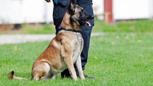 Politiehond Django pakt inbrekers in Schagen