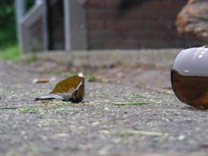 Schager glas in landelijk nieuws