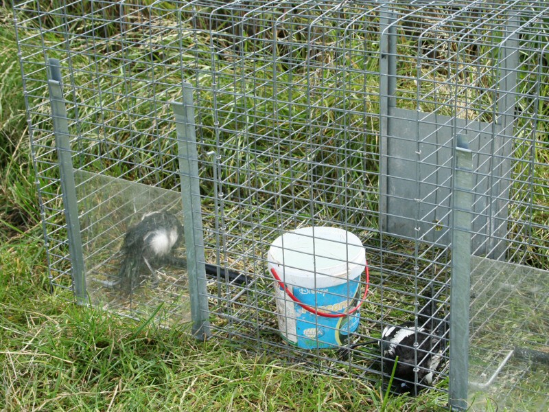 Lok-ekster in Nieuwe Niedorp