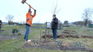 Video: Hollands Kroon deelt bomen uit voor groenere gemeente