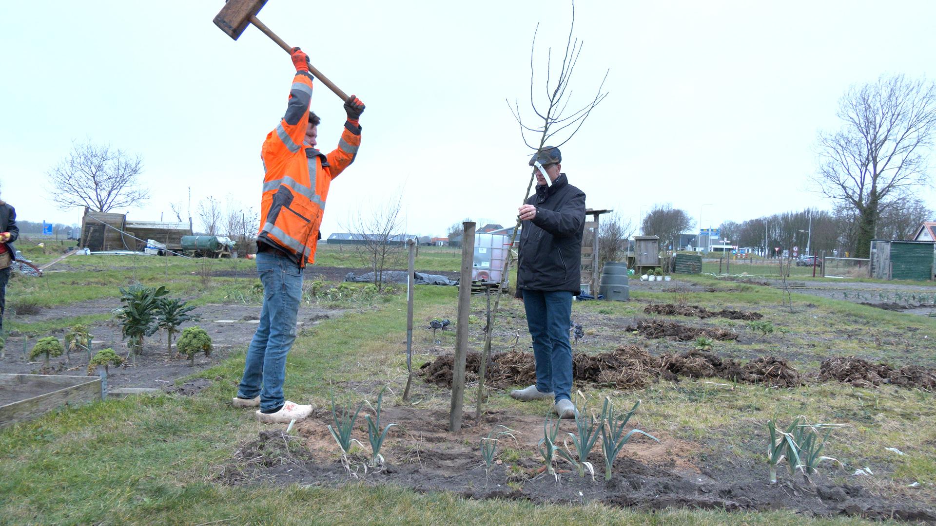 Video: Hollands Kroon deelt bomen uit voor groenere gemeente