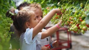 Laatste week zelf aardbeien plukken