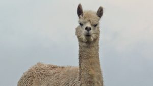 Kiekies koiken: nieuwsgierige alpaca