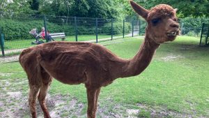 Miskraam voor alpaca Dolores