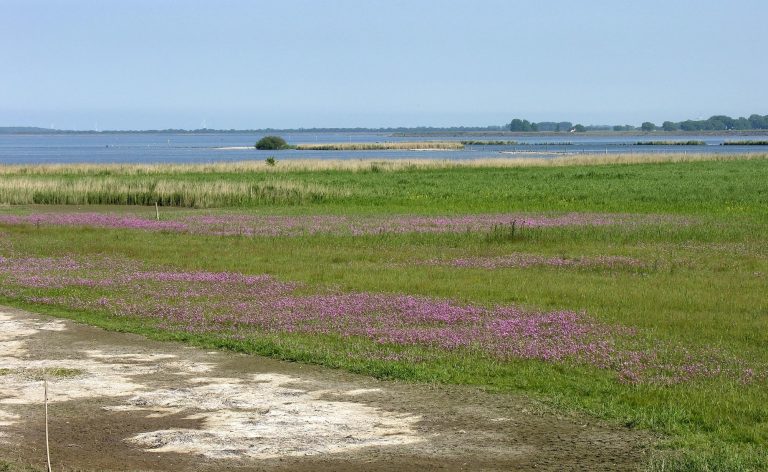Landschap Noord-Holland organiseert excursie bij het Amstelmeer