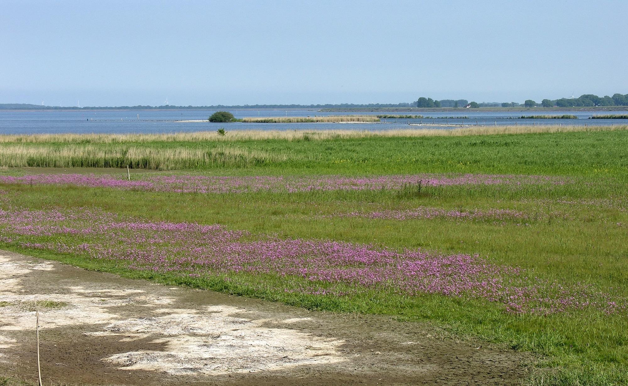 Landschap Noord-Holland organiseert excursie bij het Amstelmeer