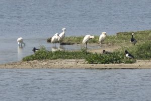 Trekvogels spotten tijdens excursie op Balgzand