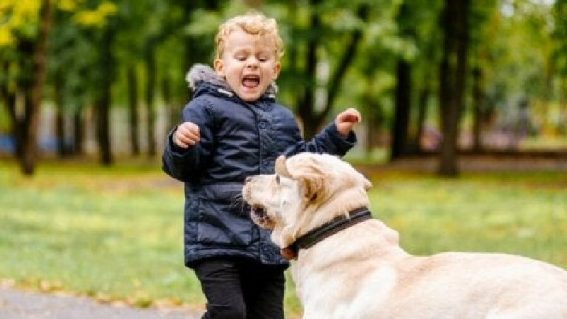 Blaffende honden bijten niet. Of toch wel?