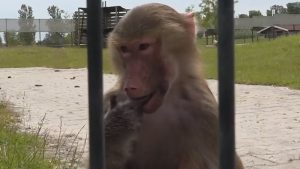 Baviaan begint tweede leven in Tuitjenhorn