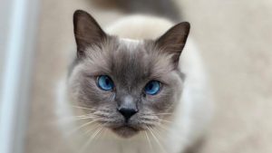 Waar is ‘blue eyes’ Binkie?