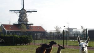 Open dag Historische vereniging Harenkarspel 