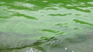 Update: nog steeds blauwalg in Amstelmeer