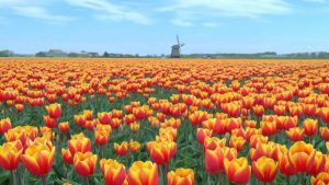 Bloeiend Zijpe gaat weer van start