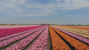Bloeiend Zijpe in aantocht