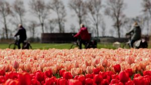 Fietsdag Bloeiend Zijpe