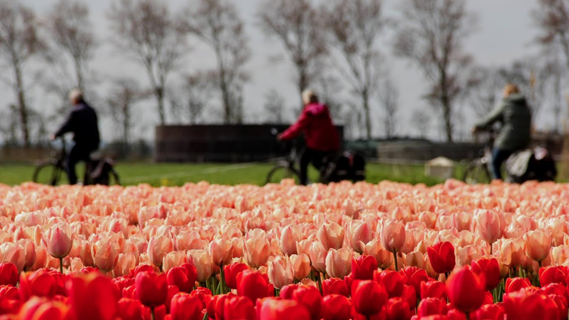 Fietsdag Bloeiend Zijpe