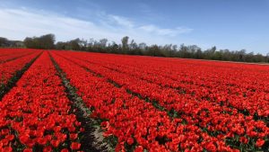 Bloeiend Zijpe weer uit winterslaap