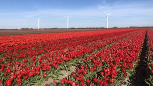 Schagen met de dag uitbundiger in bloei