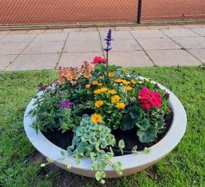 Bloeiers voorziet tennisvereniging Sluis 1 van nieuwe bloemen