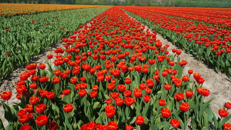 Meedenken over toekomst landelijk gebied