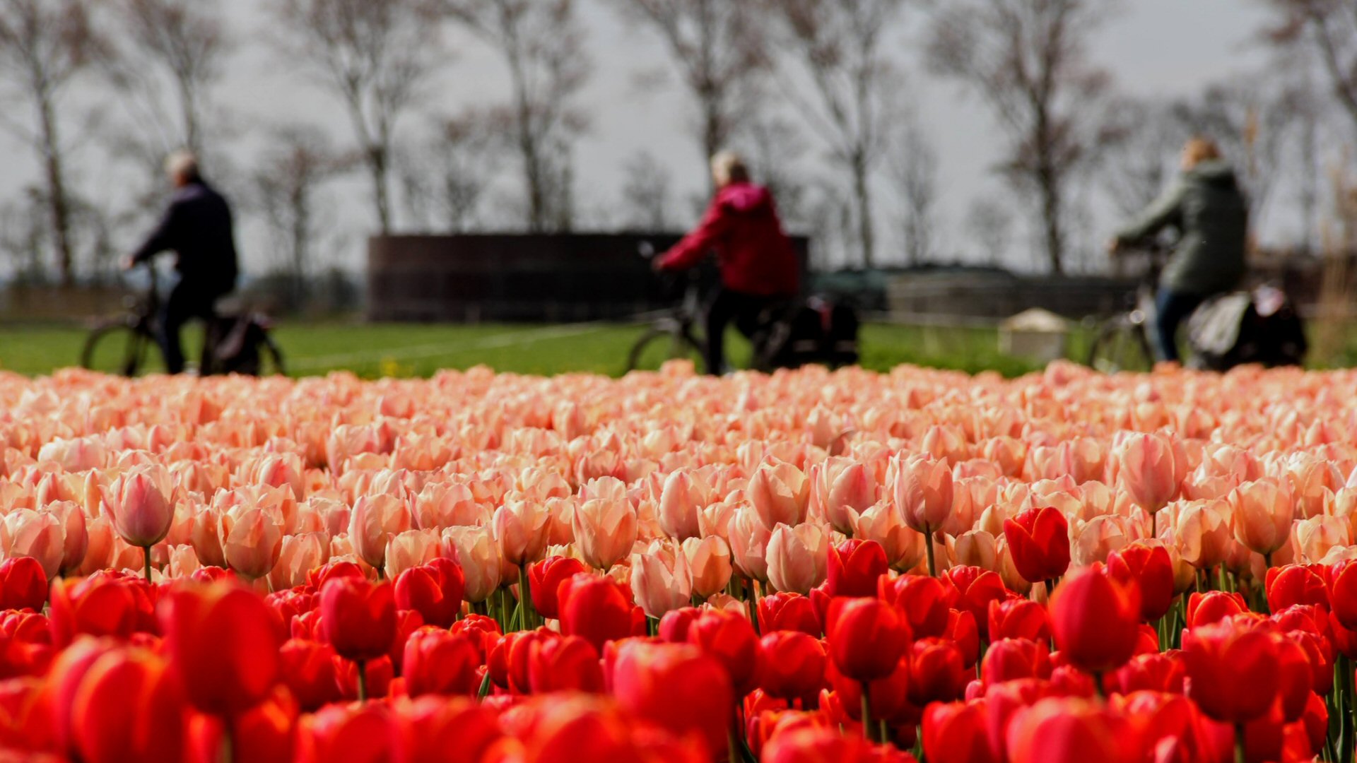 Bloeiend Zijpe heeft zin in het voorjaar
