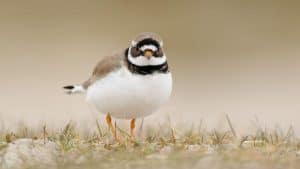 Broedende vogels spotten bij de Zandpolder tijdens de Nationale Vogelweek