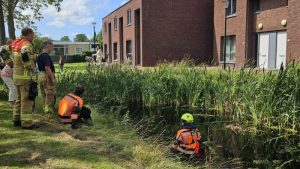 Vogel werkt zich in de nesten