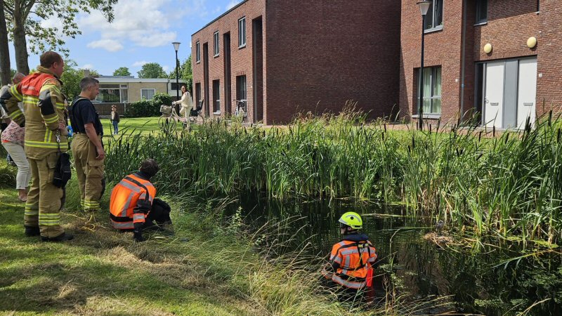 Vogel werkt zich in de nesten