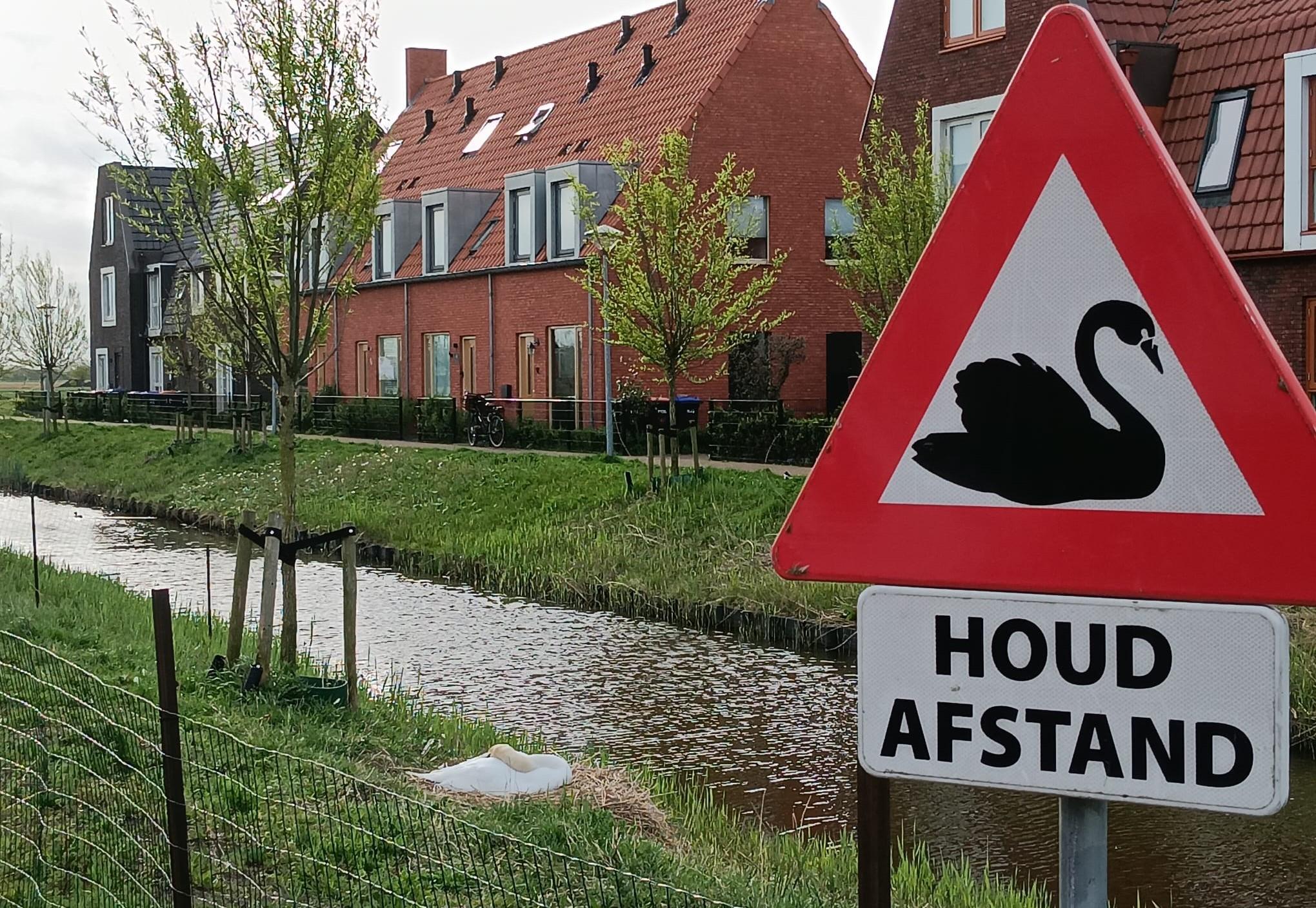 Vrijwilligers beschermen broedende zwanen in Julianadorp