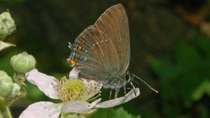 Zeldzame vlinder gespot in het Zwanenwater