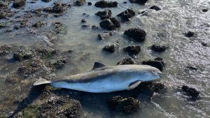 Vader en zoon vinden bruinvis op strand