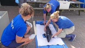 Levende bruinvis op de Hors op Texel