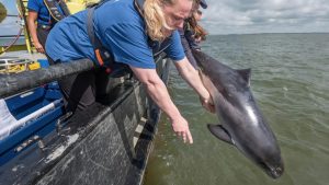 Bruinvissen Iza en Martin terug de zee in
