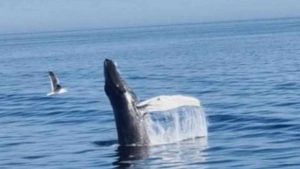 Bultruggen voor kust Callantsoog