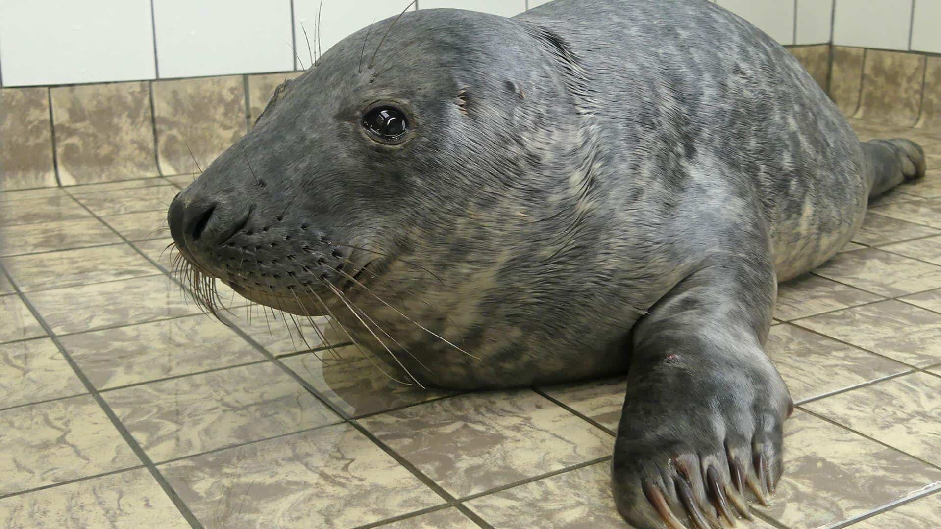 Eerste grijze pups in opvang Ecomare