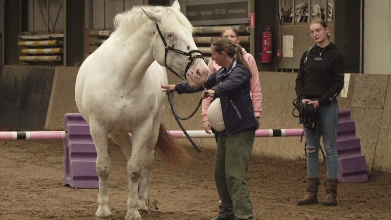Paarden onder de loep tijdens APK-dag