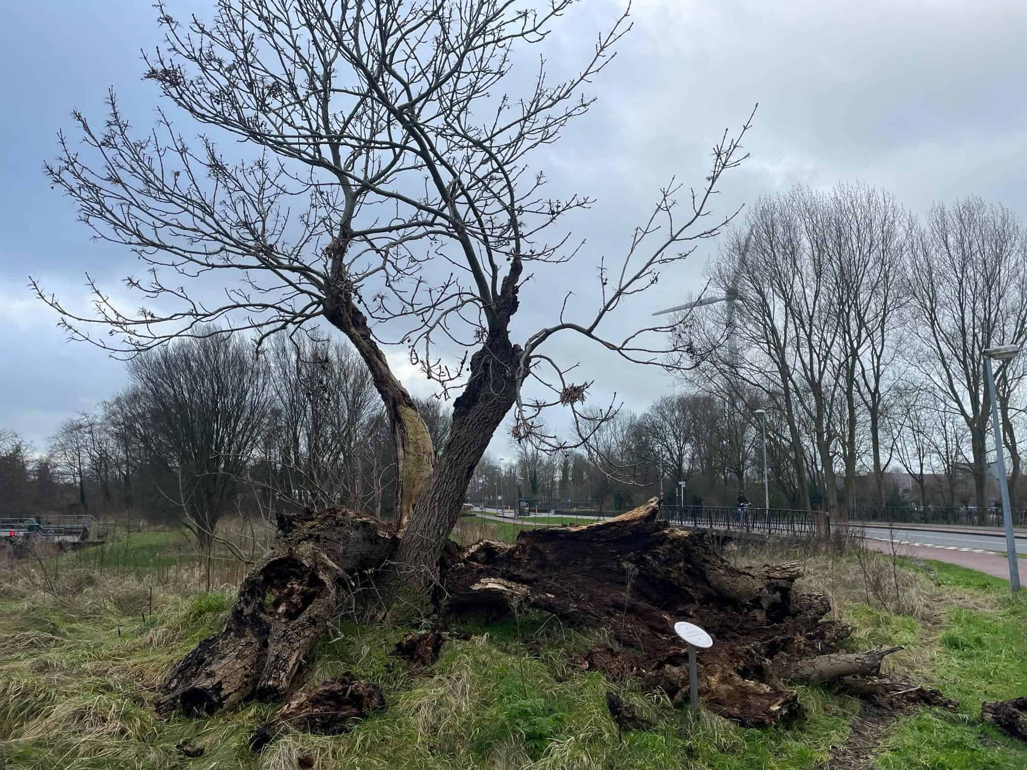 Den Helder heeft twee veteranenbomen