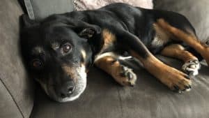Alarmerende situatie bereikbaarheid dierenartsen in avonduren